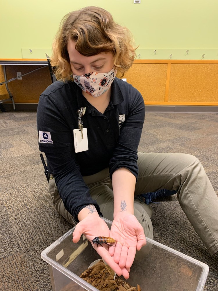 A woman in a black shirt and name badge sits on a floor holding a Madagascar Hissing Cockroch over a clear container.